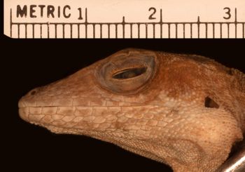 Media type: image;   Herpetology R-10624